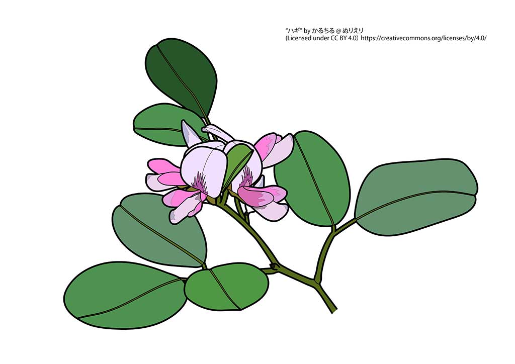 日向植物と日陰植物 - フィカス パンドゥラタまたはリラ