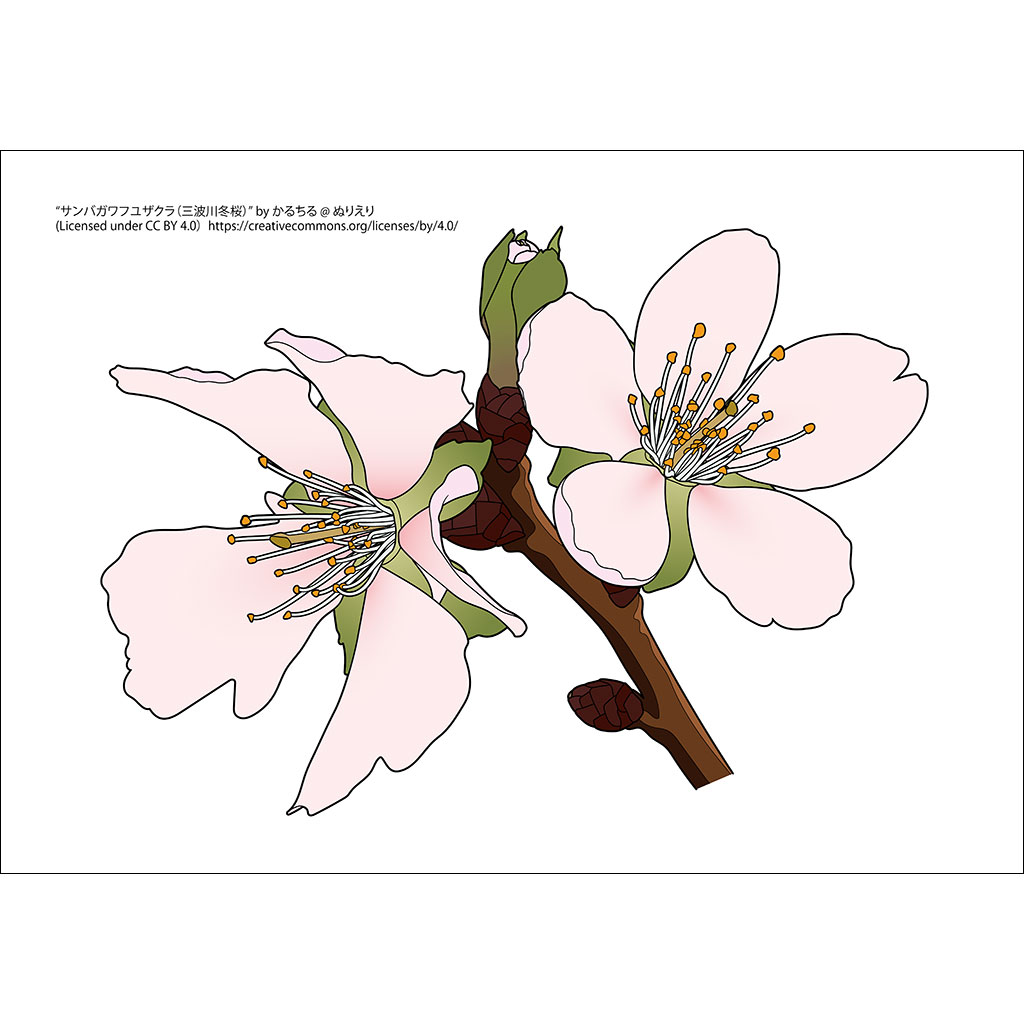 サンバガワフユザクラ（三波川冬桜）：彩色例